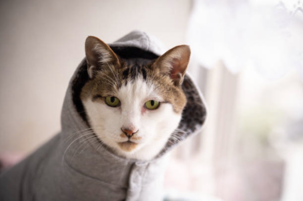 Cat Hoodie 2 | The Social Media Monthly